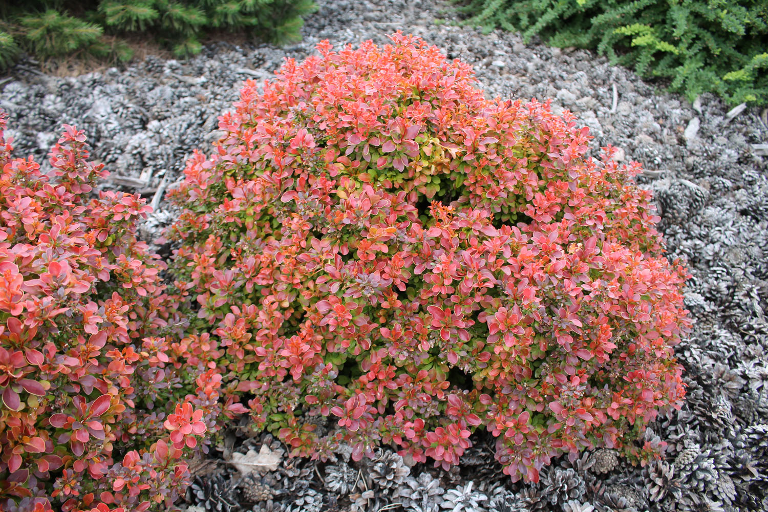 berberis_admiration2