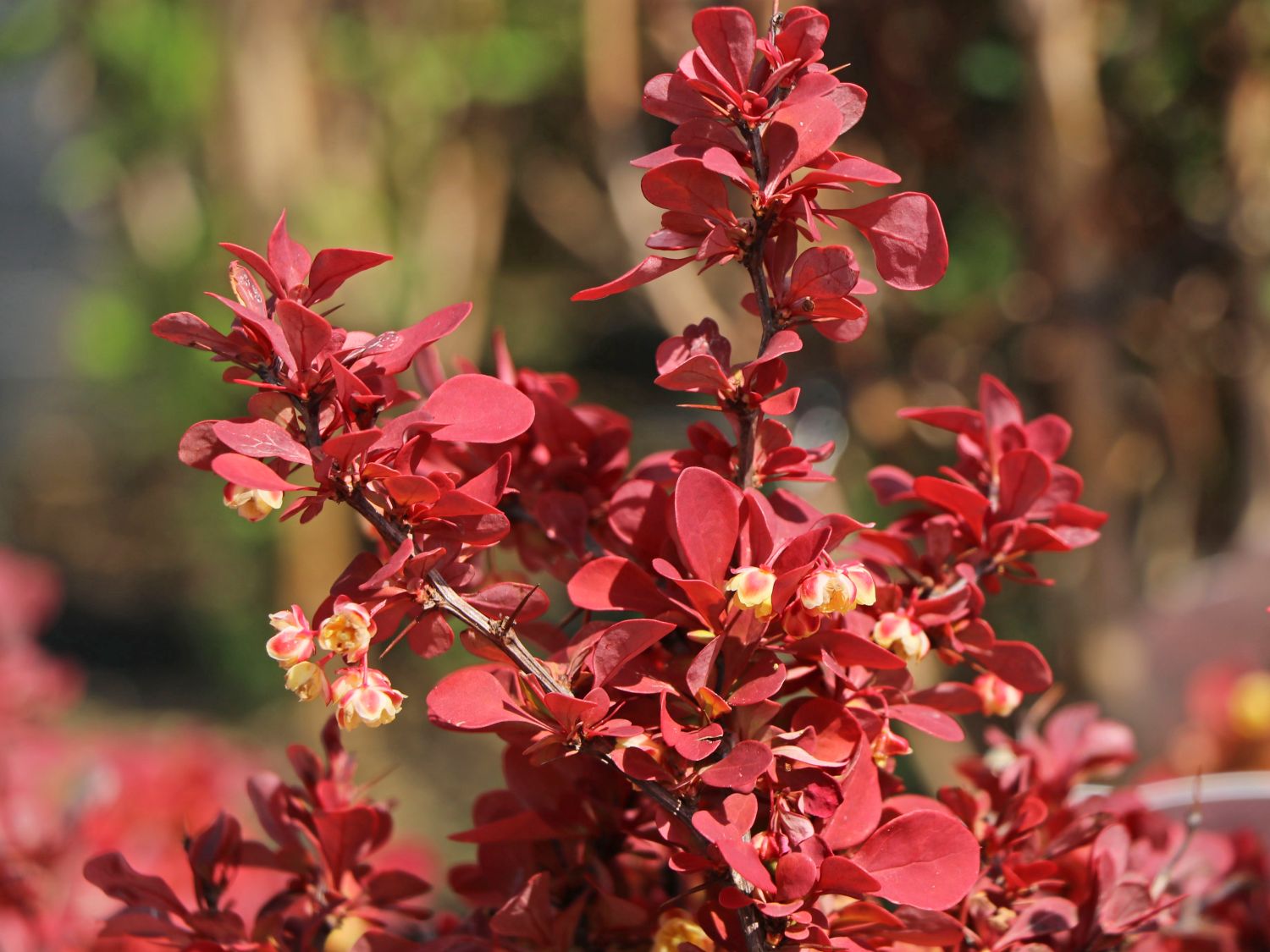 Berberitze ‘Lutin Rouge’ – Berberis thunbergii ‘Lutin Rouge’