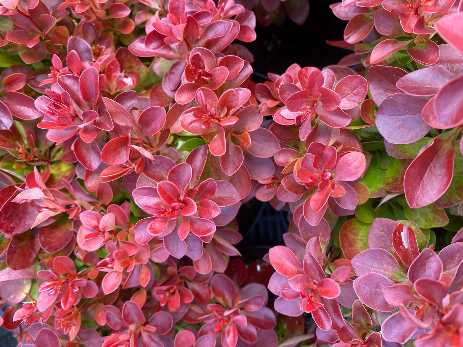 berberis_lutin_rouge2
