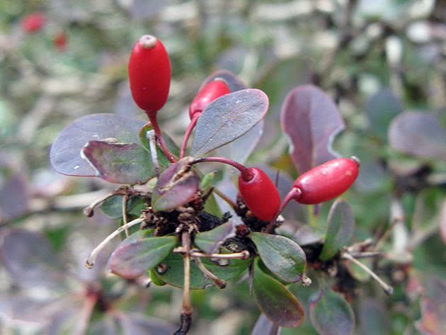berberis_thunbergii1