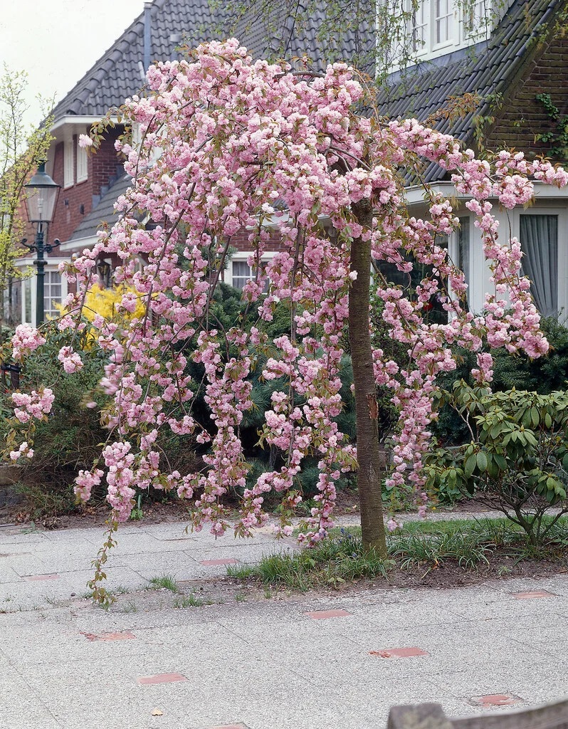 elbo00289