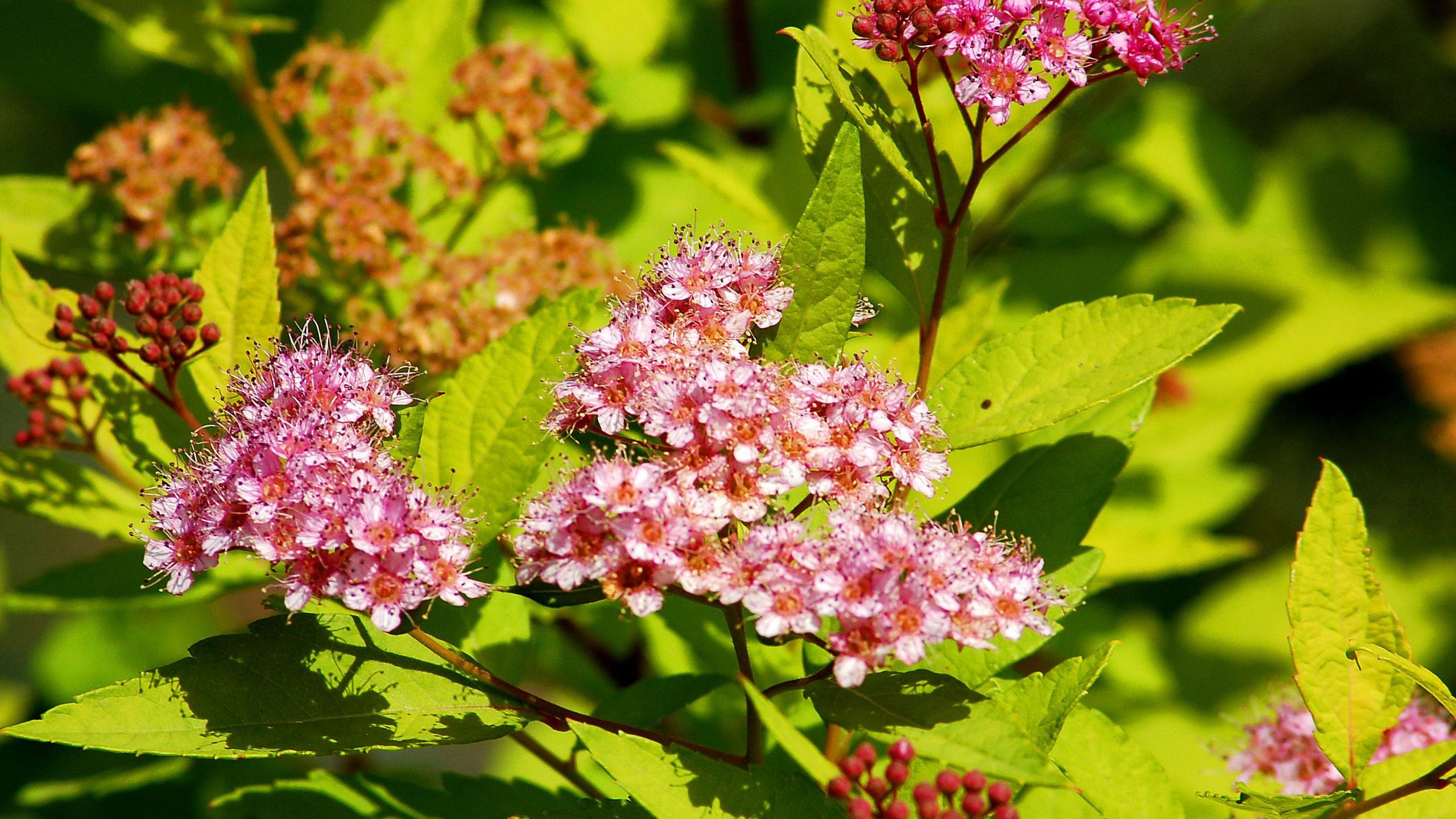 goldmound-spirea-blooms-big-58a480ef5f9b58819ca60652