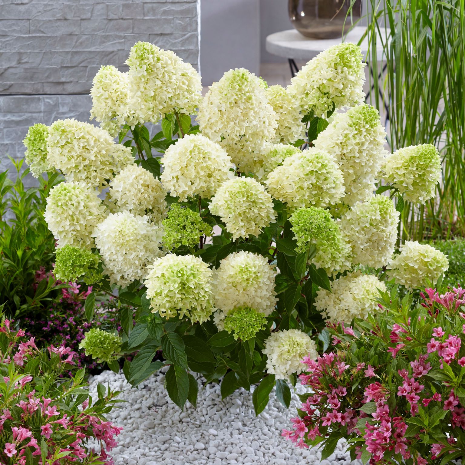 hydrangea-skyfall-1596040713_l