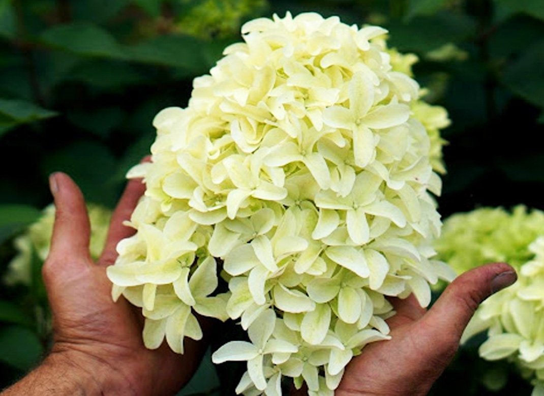 hydrangea_skyfal1