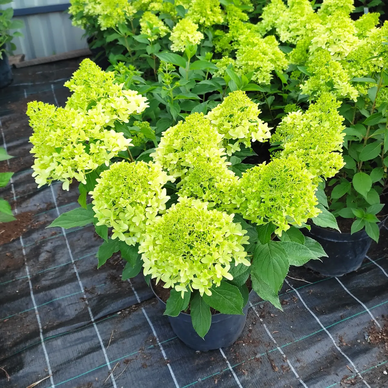 hydrangea_skyfall