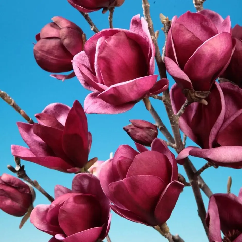 magnolia_genie