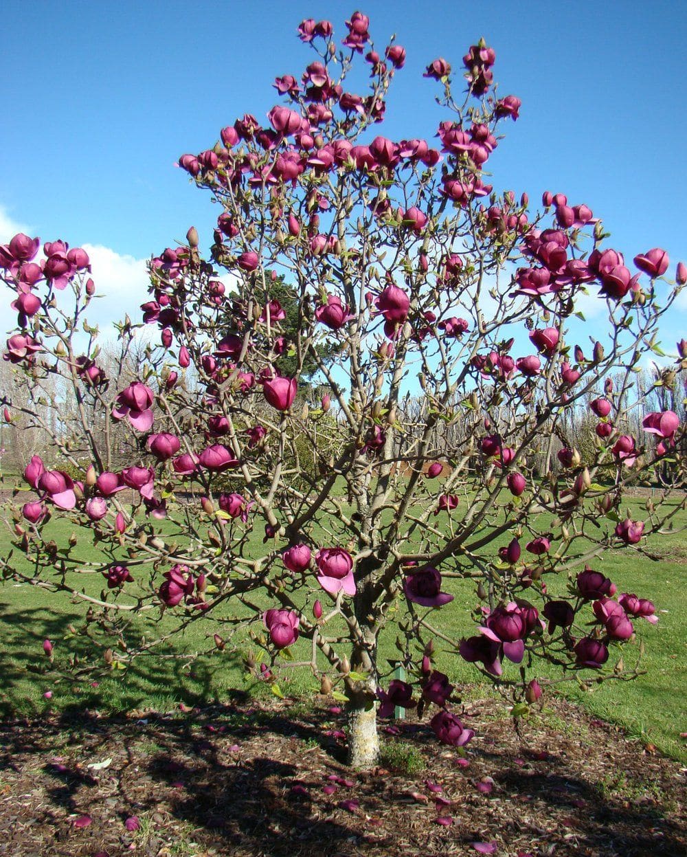 magnolia_genie1