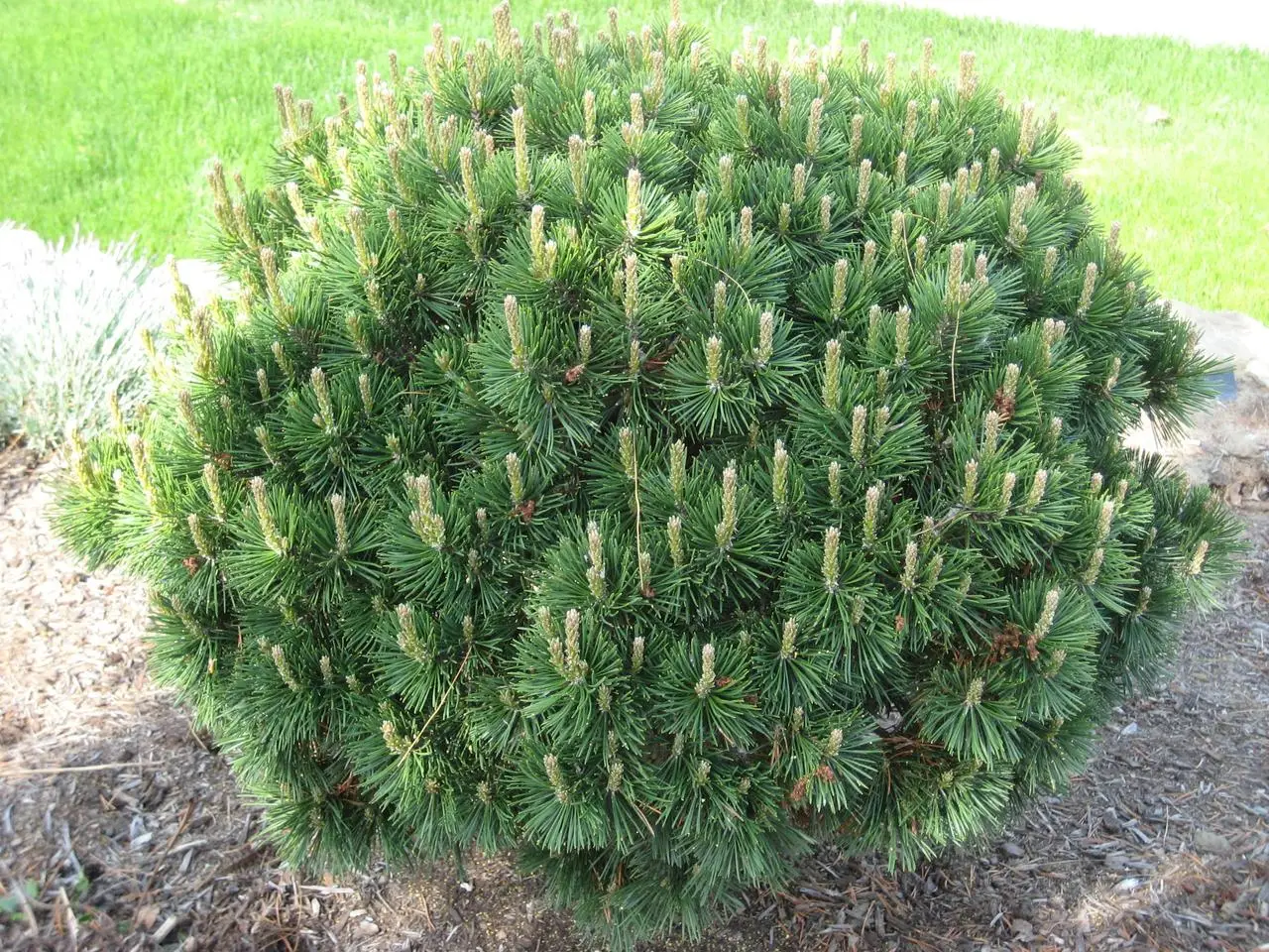 pinus_gnom