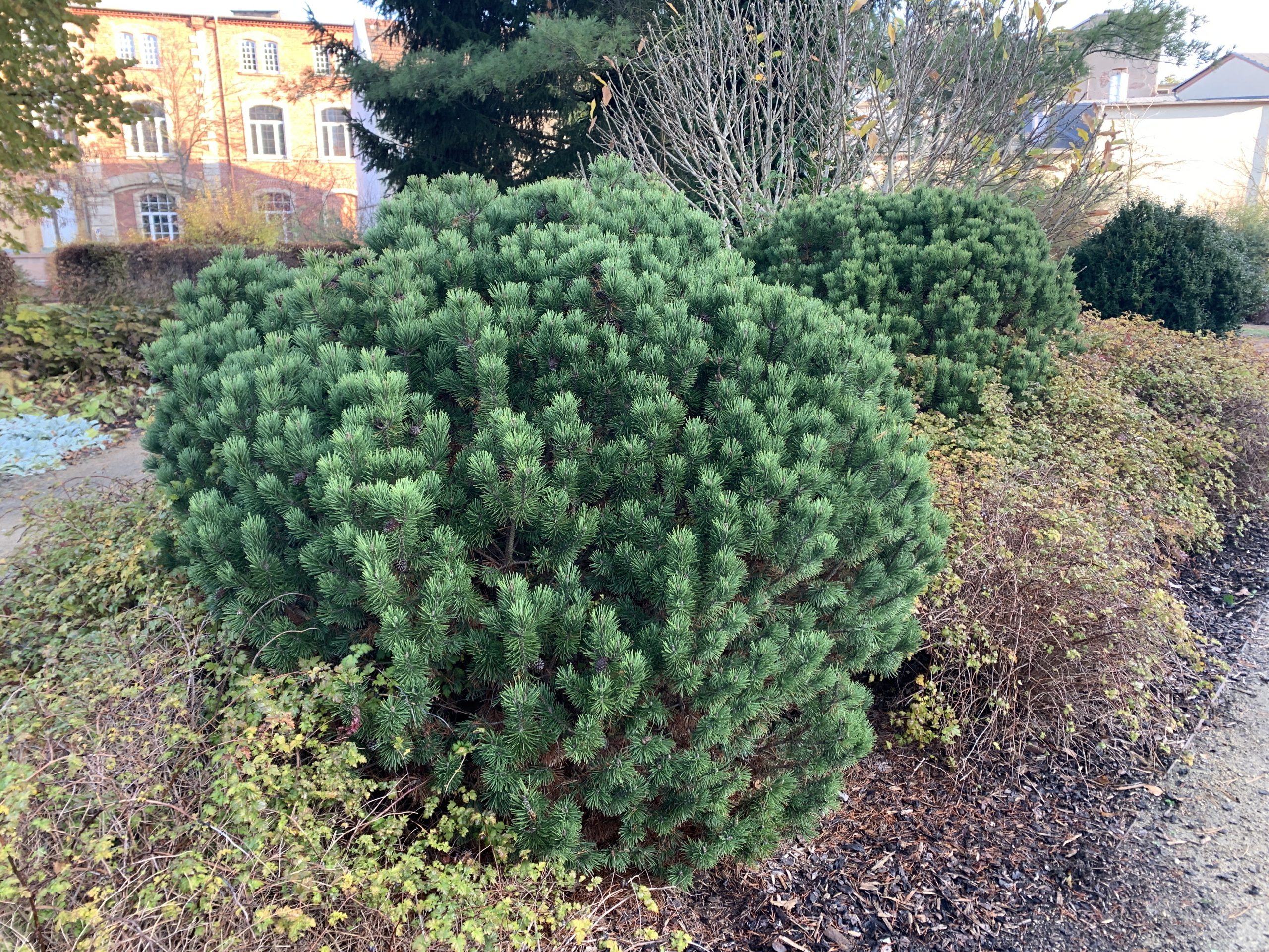 pinus_gnom1