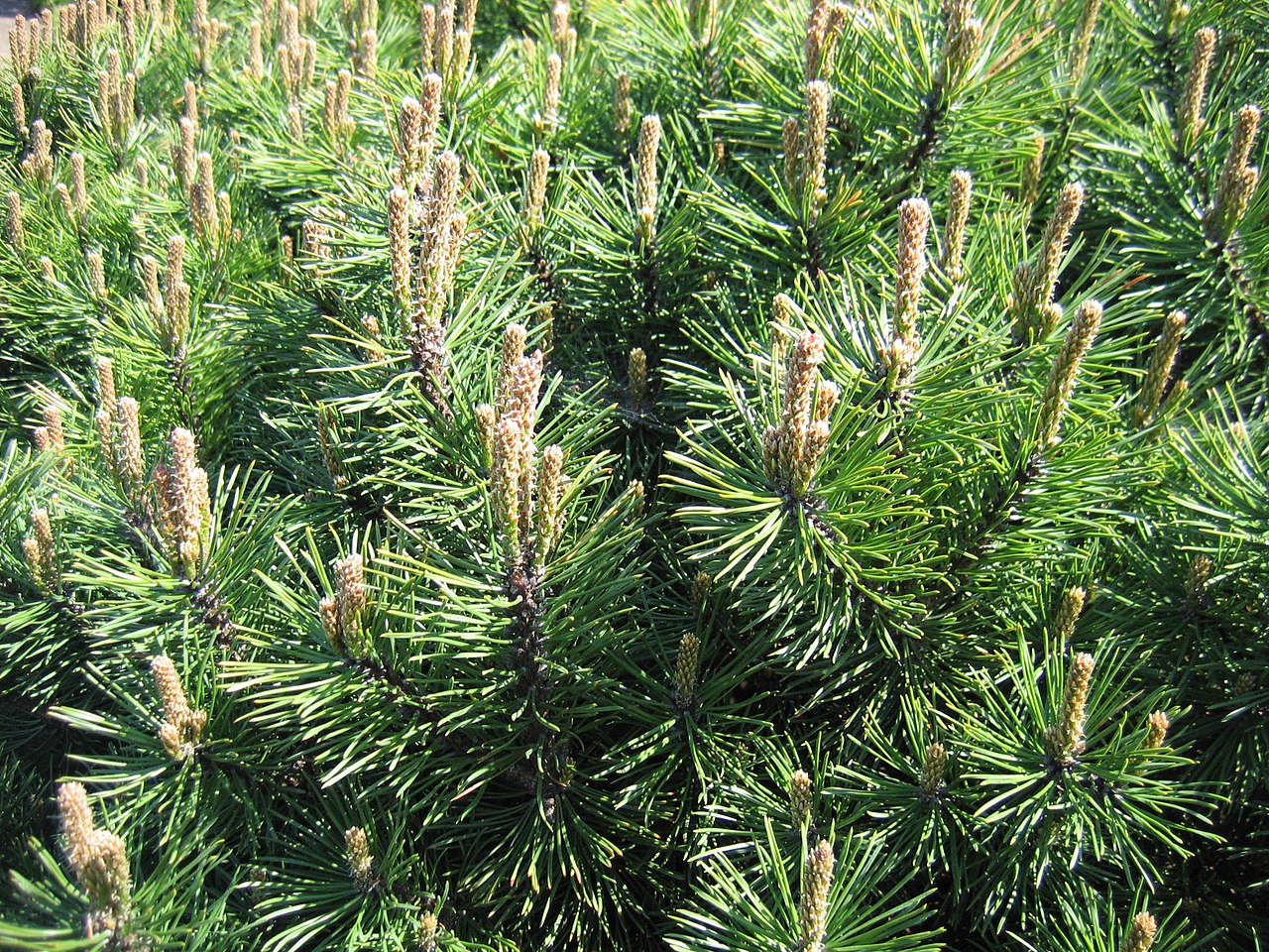 pinus_gnom2