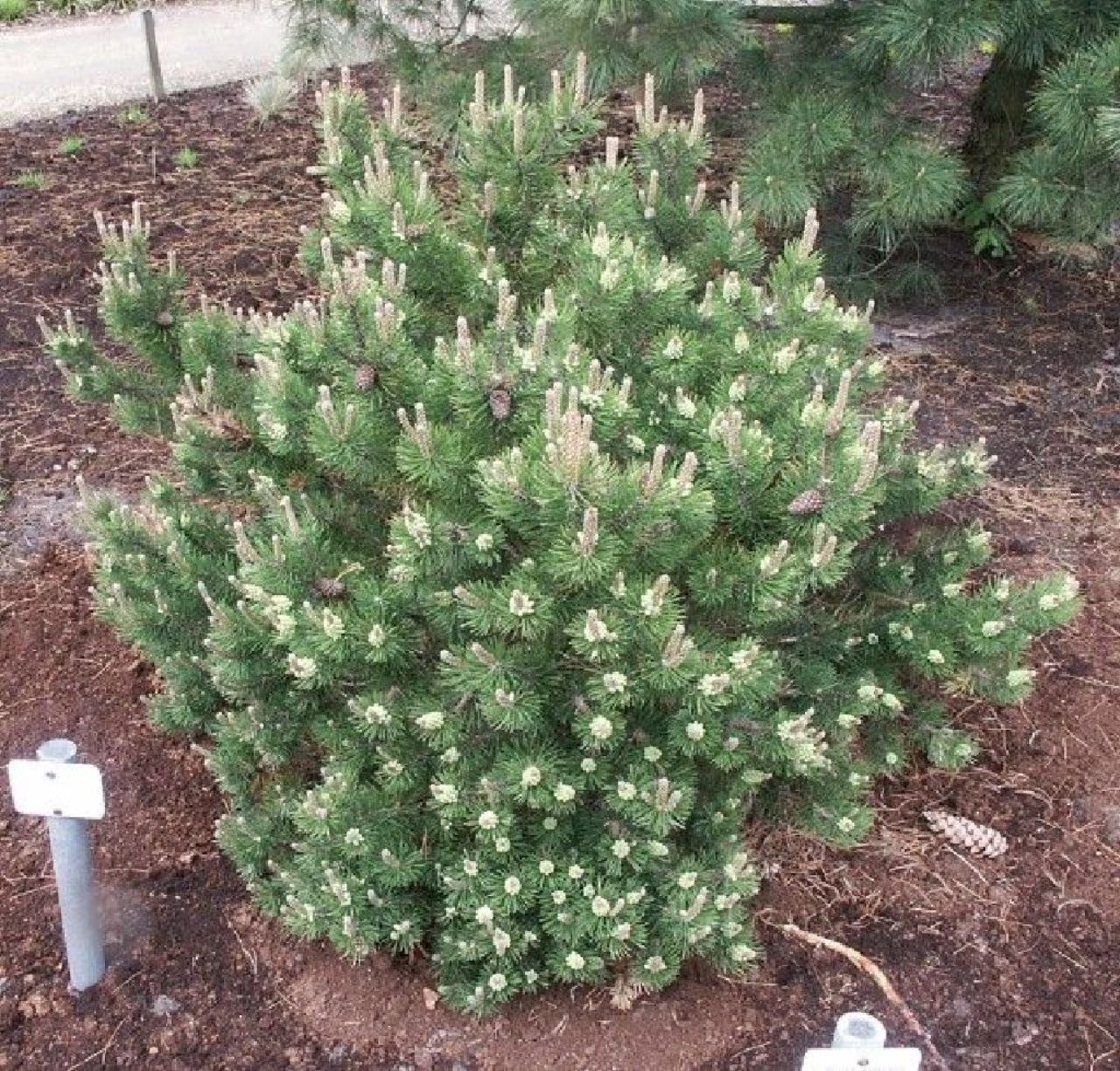 pinus_laurin2