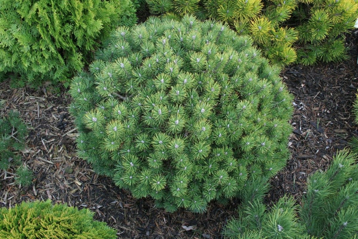 pinus_mops
