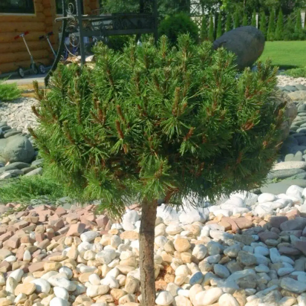 pinus_mops1