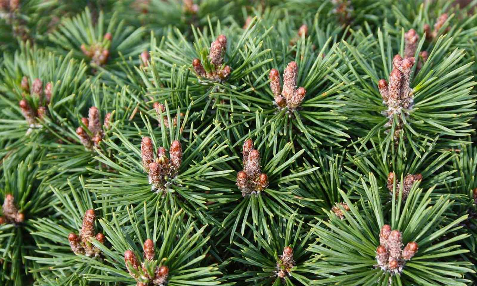 pinus_mops2