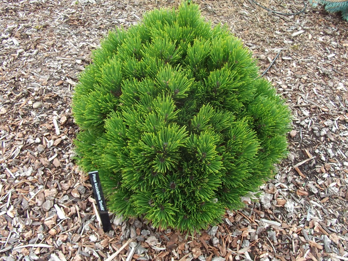 pinus_schmidtii