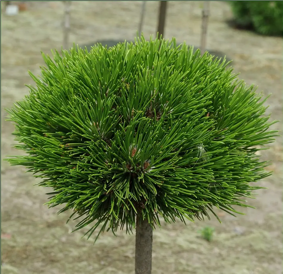 pinus_schmidtii1