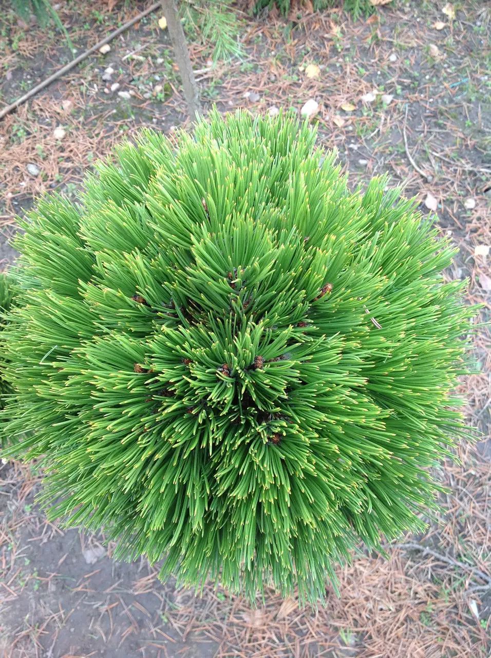 pinus_schmidtii2