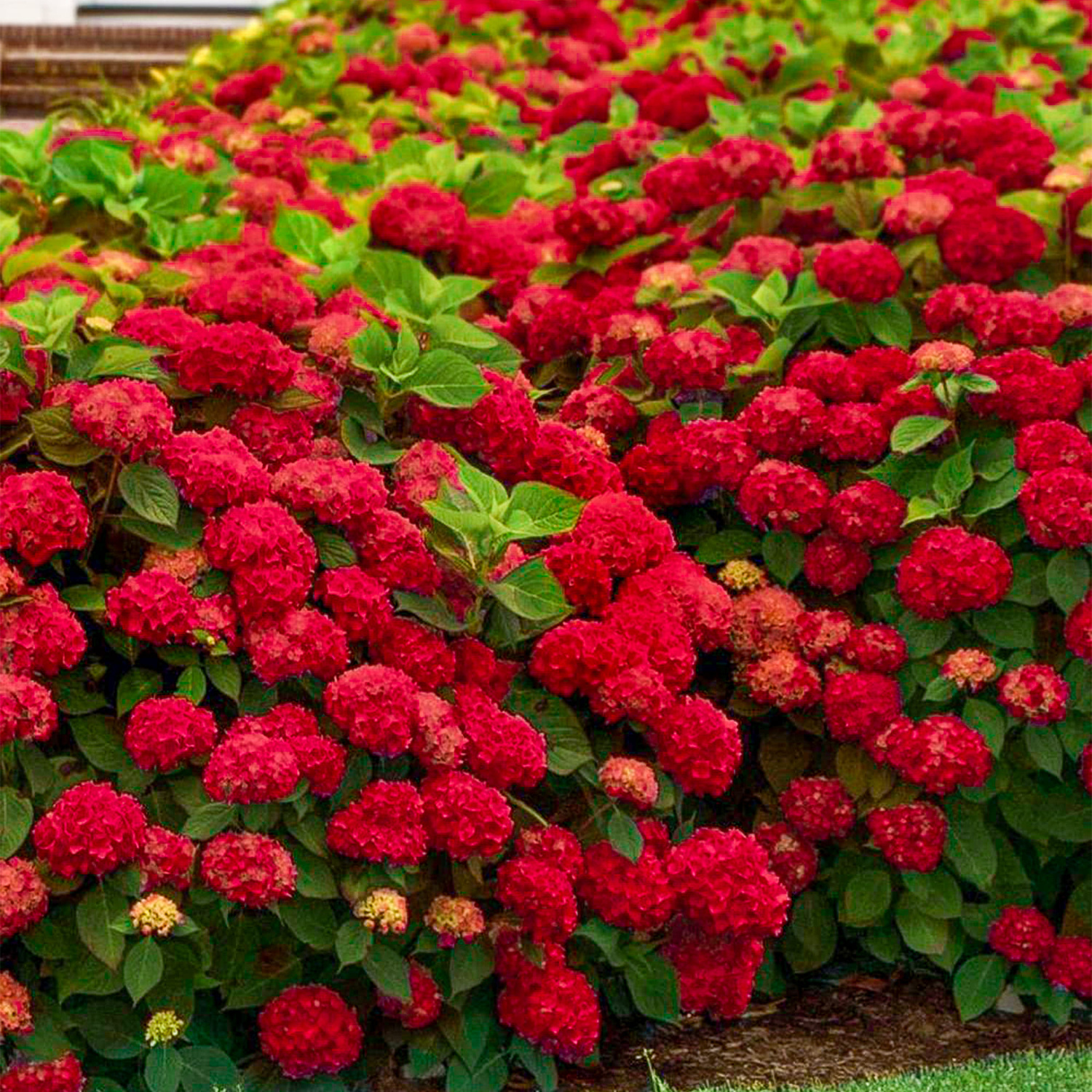 pol_pl_Hortensja-ogrodowa-Hot-Red-184581_1