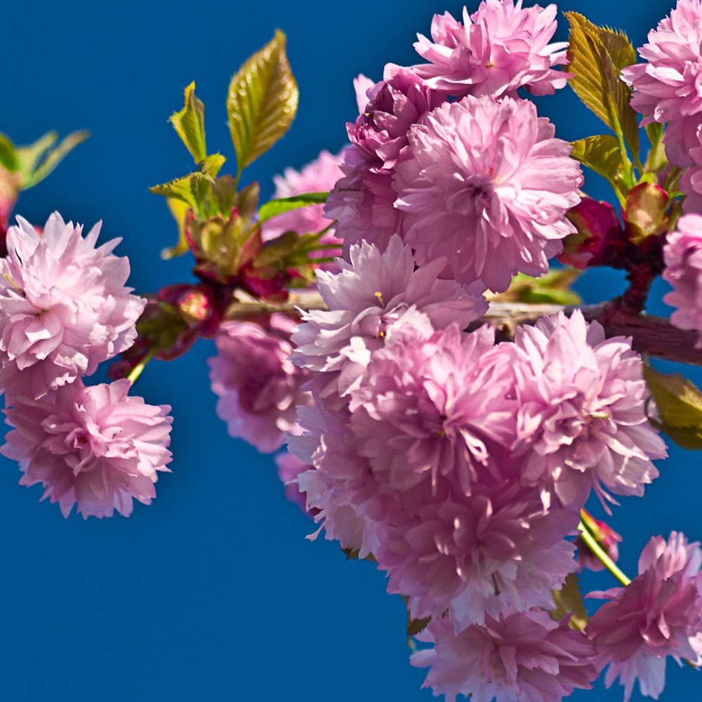 prunus-kiku-shidare-zakura-tree-p131-2549_zoom