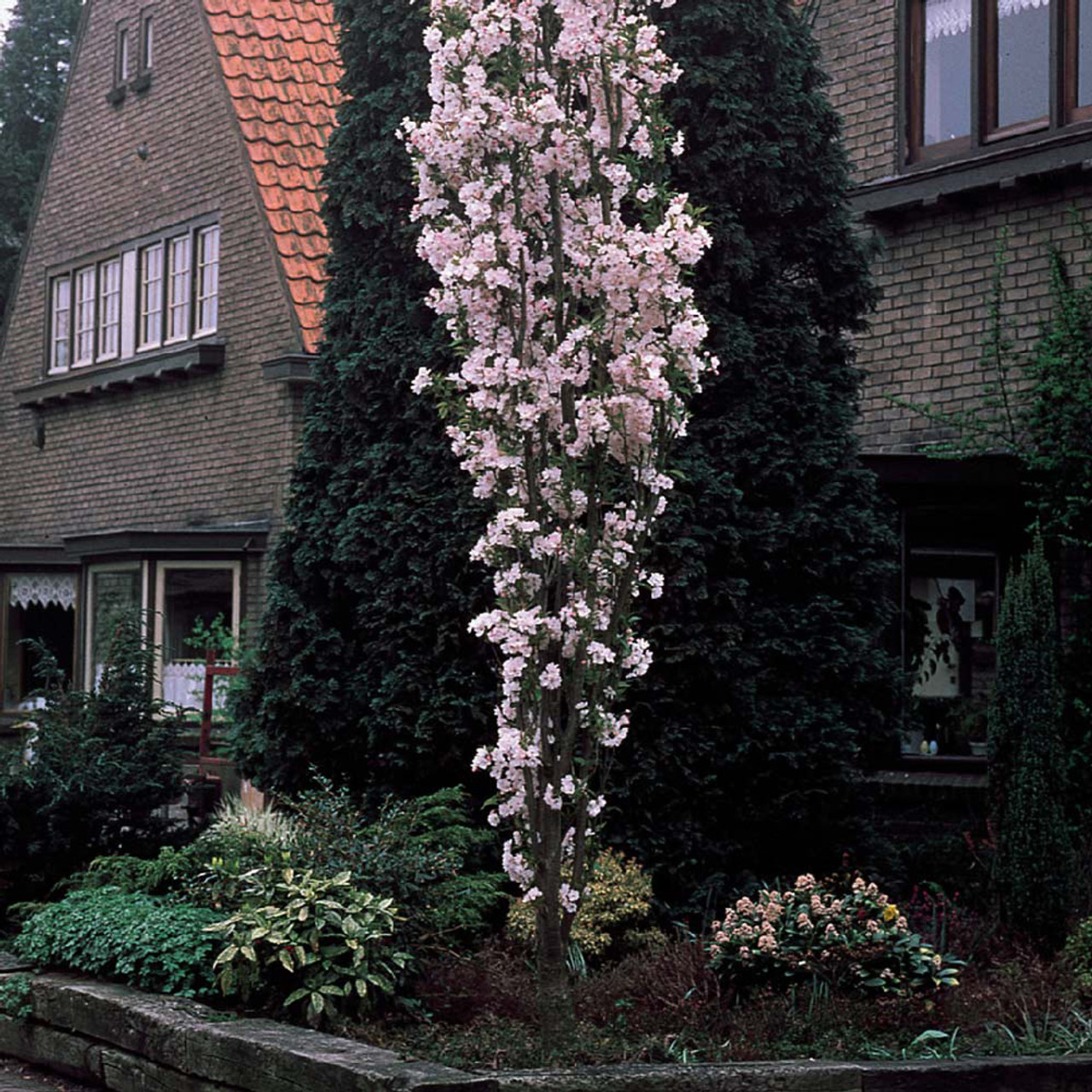 prunus_amanogawa