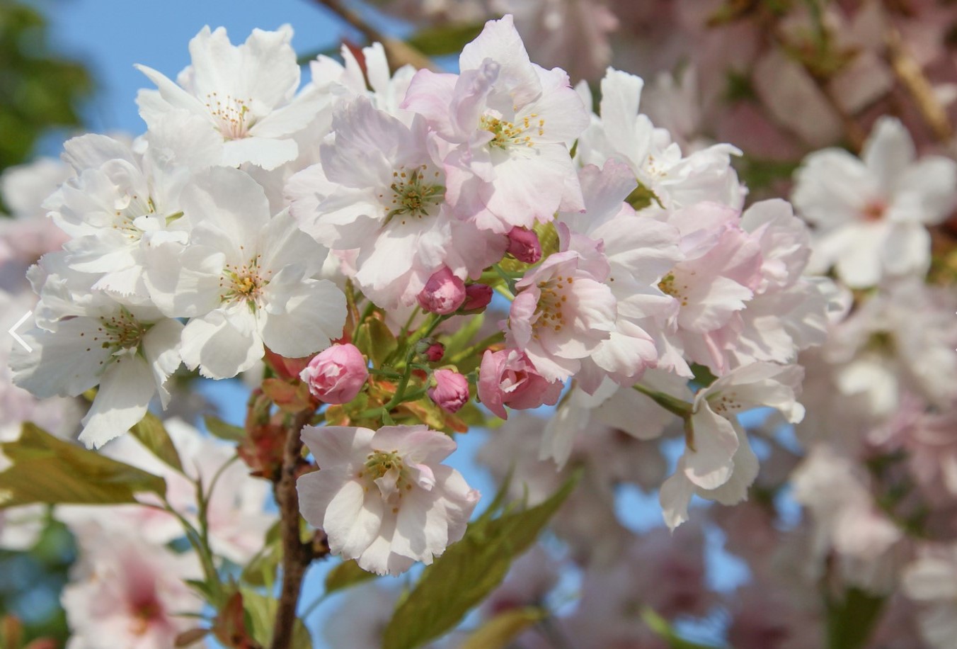 prunus_amanogawa1