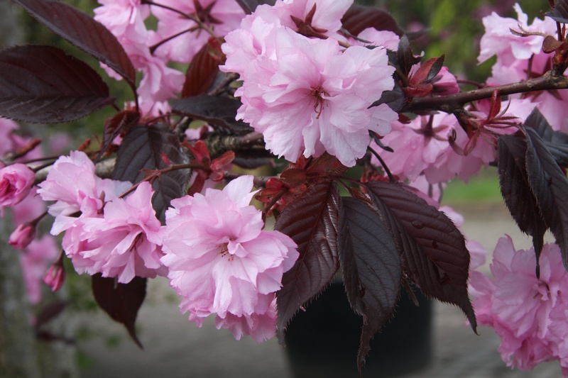 prunusroyalburgandy_large