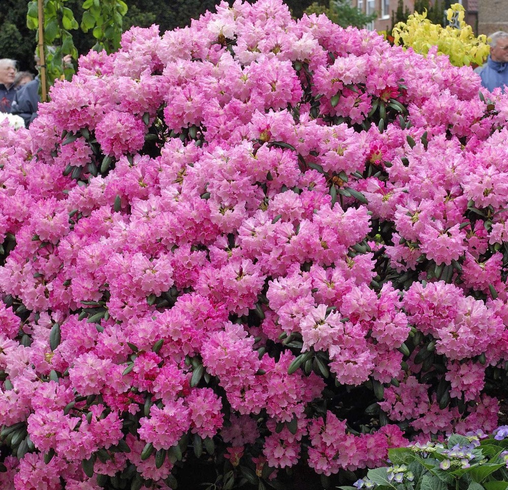 rhododendron_kalinka