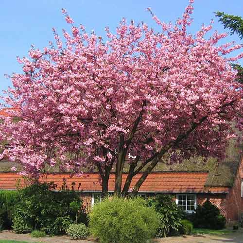 sakura-vishnya-dekorativnaya-van-nes