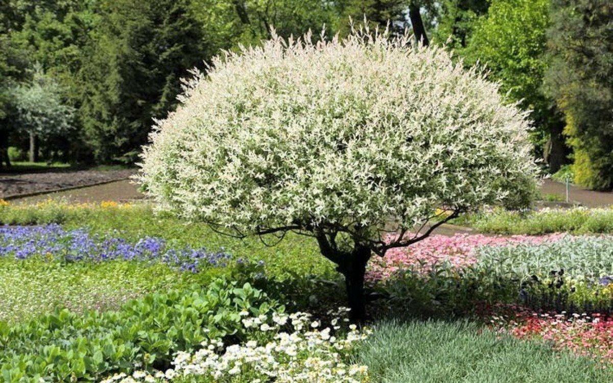 salix-integra-hakuro-nishiki-verba-tsilnolista-hakuro-nishiki-48958686264497