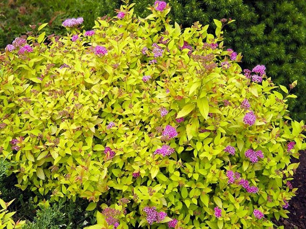 spiraea_goldmound