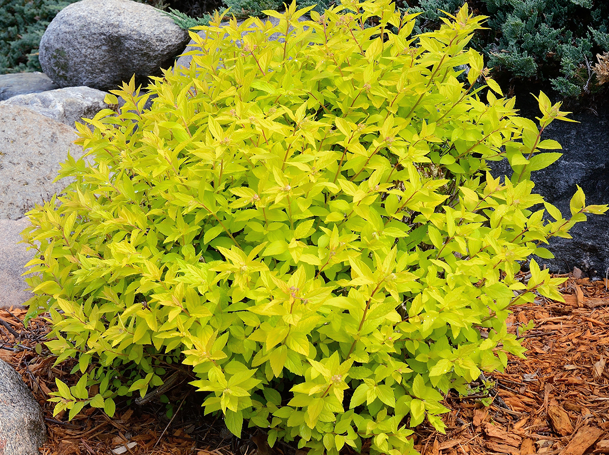 spiraea_goldmound1