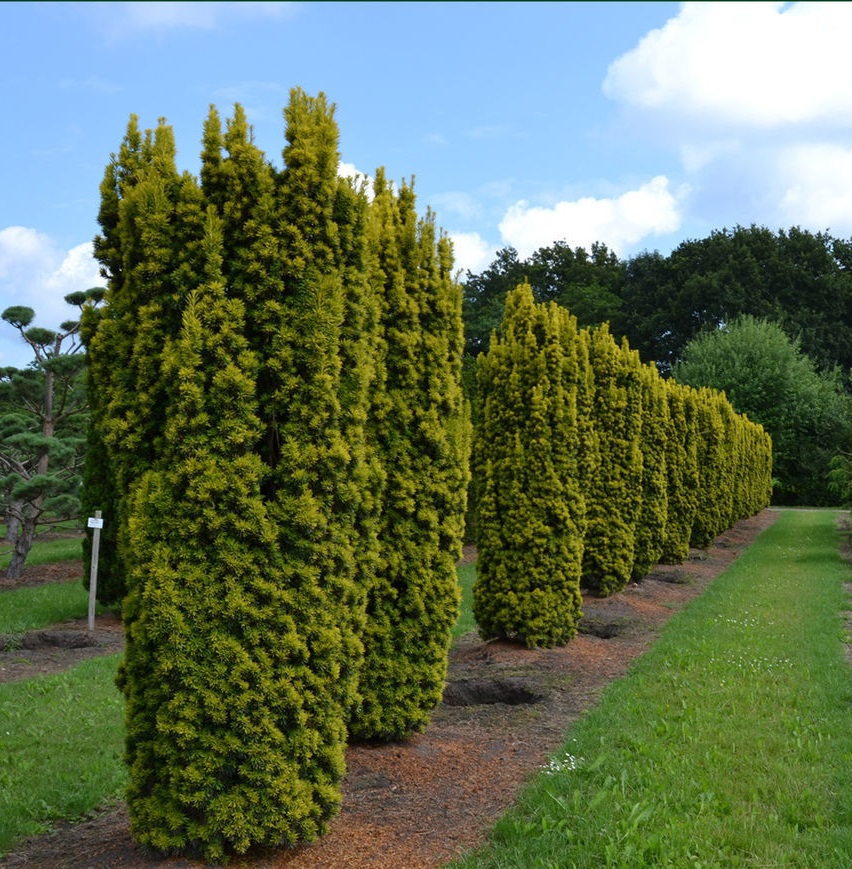 taxus_fastigiata_aureomarginata
