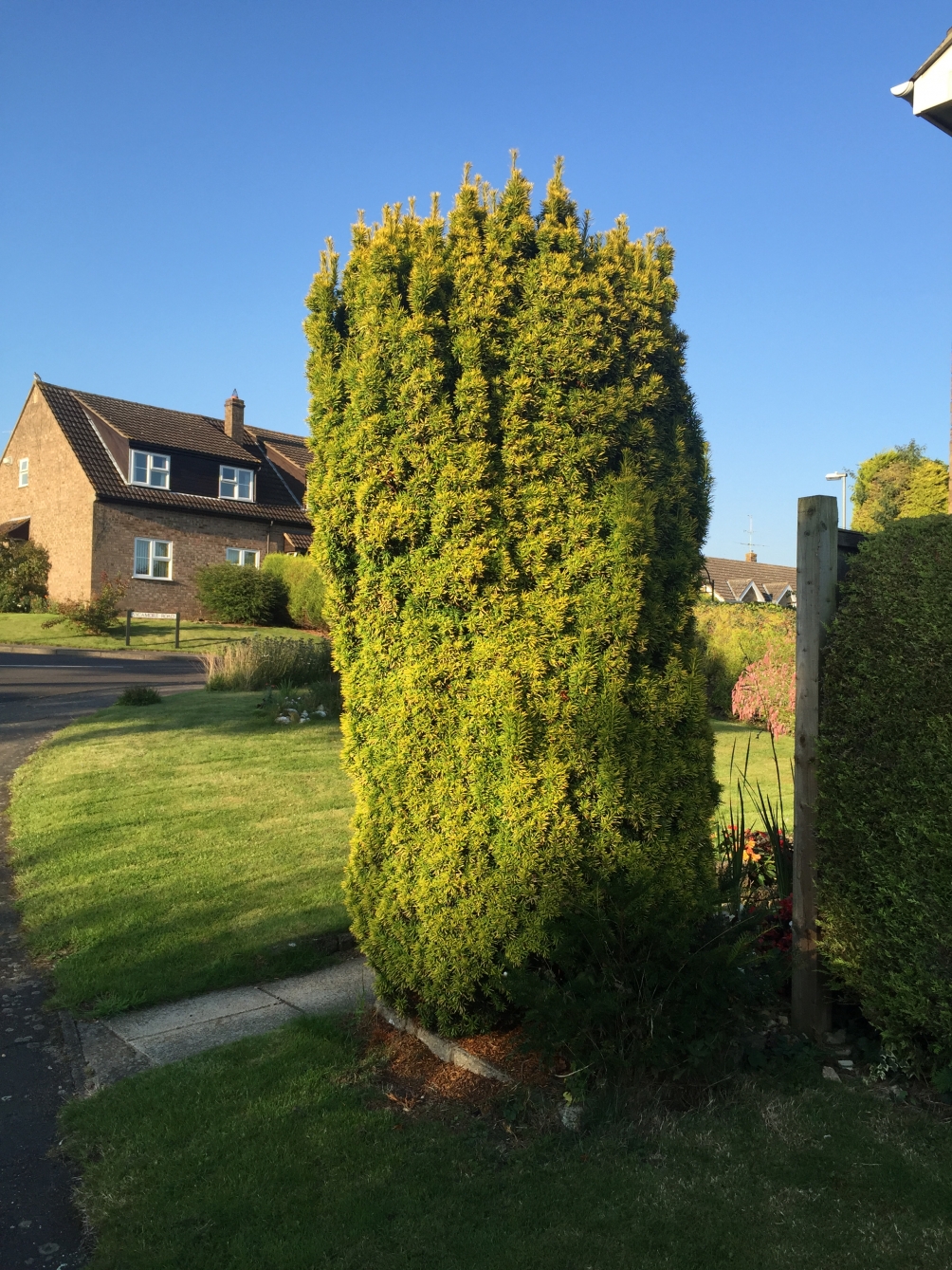 taxus_fastigiata_aureomarginata1