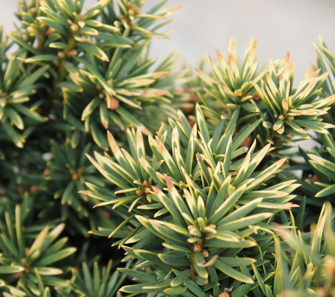 taxus_fastigiata_aureomarginata3