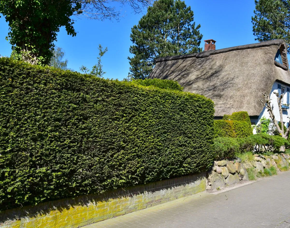taxus_hillii