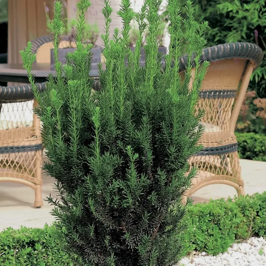 taxus_hillii2