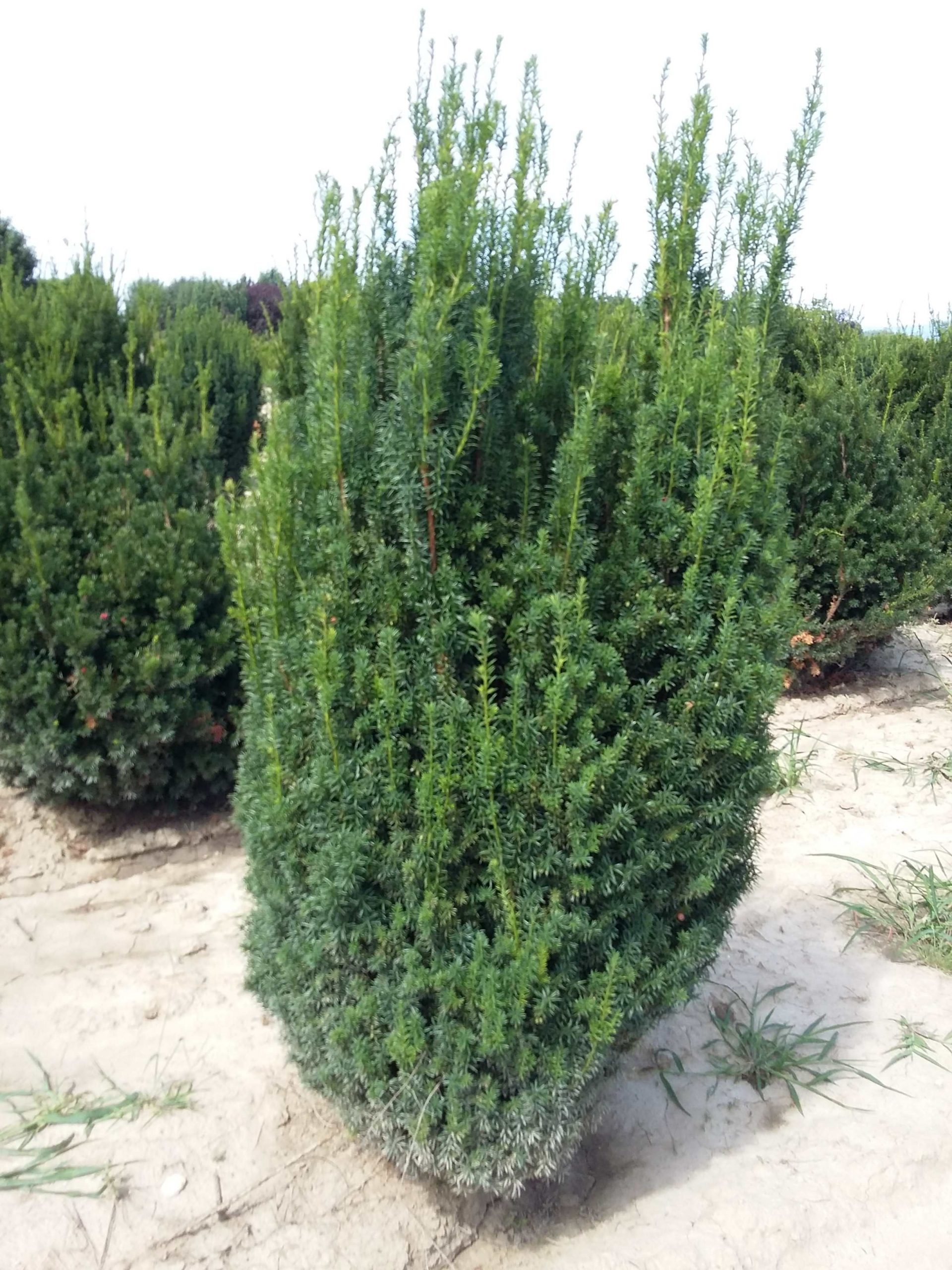 taxus_overynderi