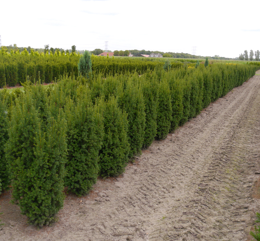 taxus_overynderi1