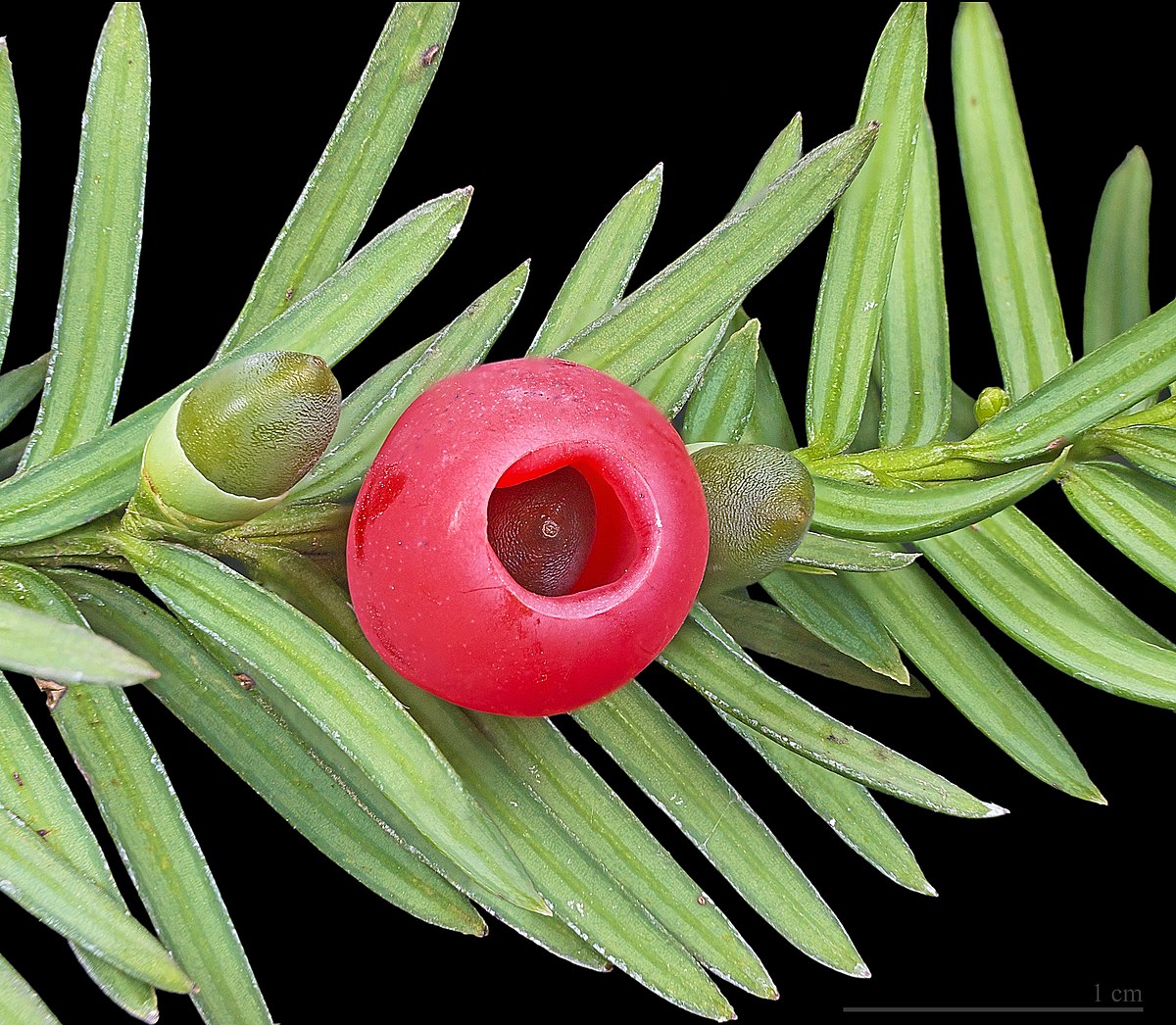 taxus_overynderi4