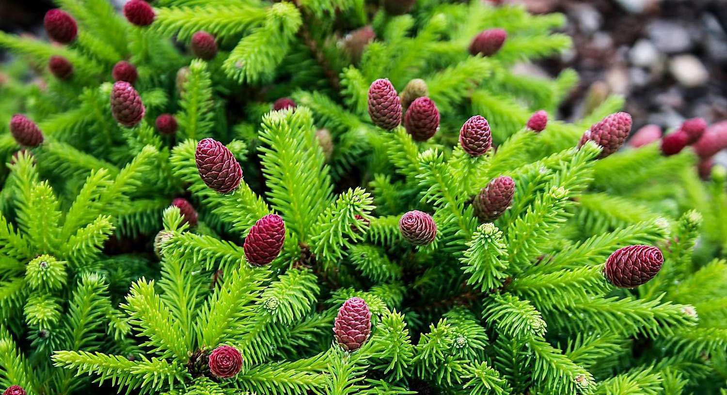 1-picea-abies-pusch-14091822