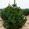 Сосна чорна Oregon Green