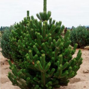 Сосна чорна Oregon Green