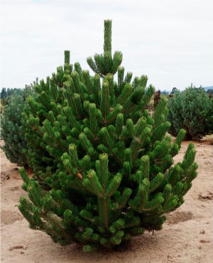 Сосна чорна Oregon Green-nigra-oregon Сосна чорна Oregon Green
