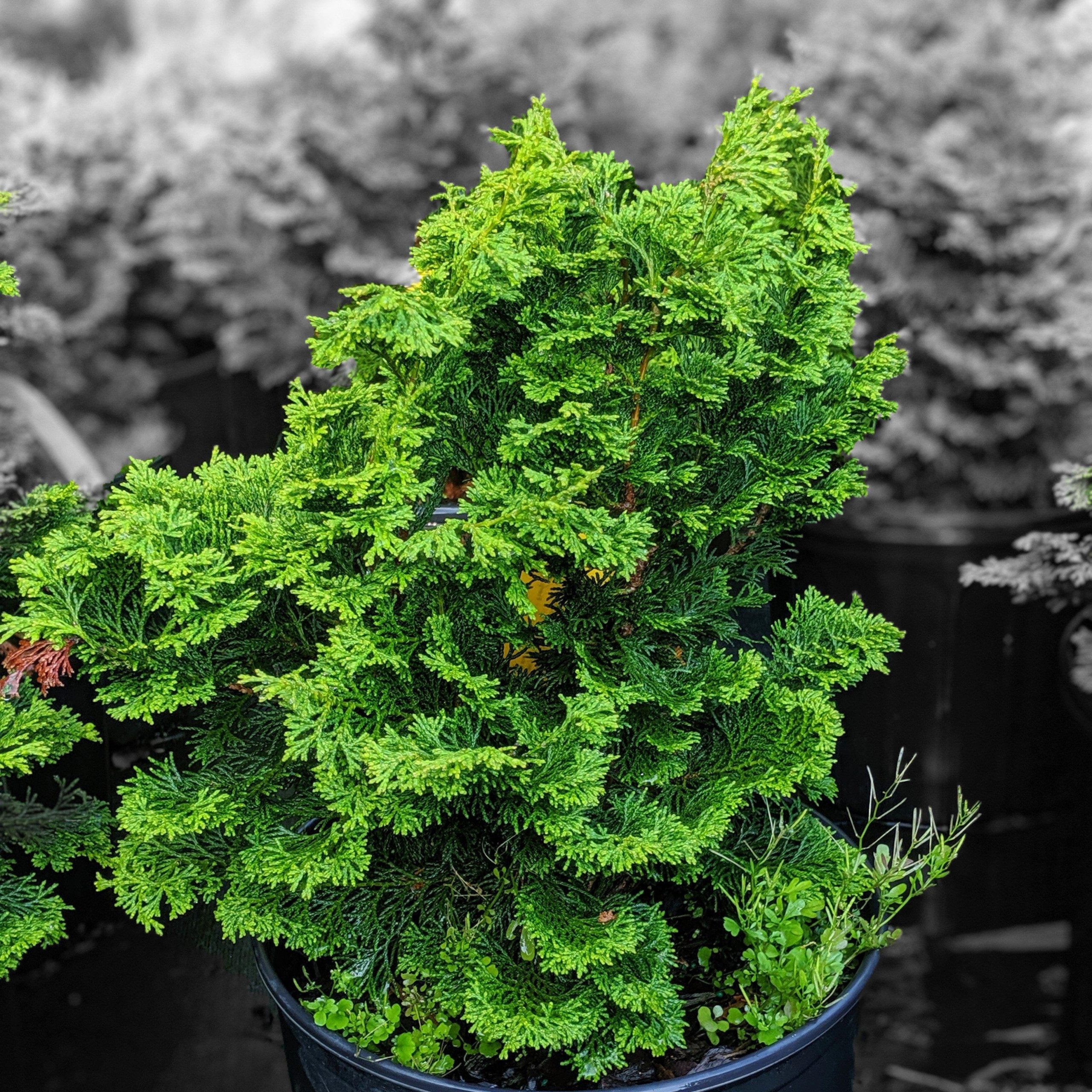 chamaecyparis_nana_gracilis