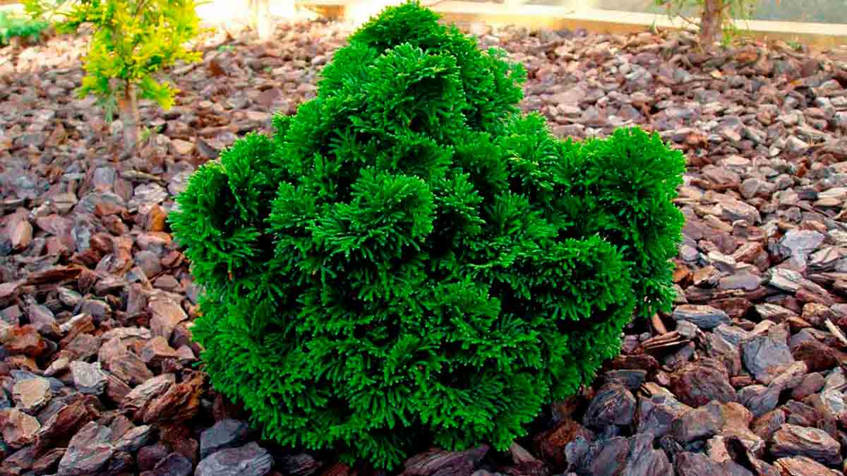 chamaecyparis_nana_gracilis1