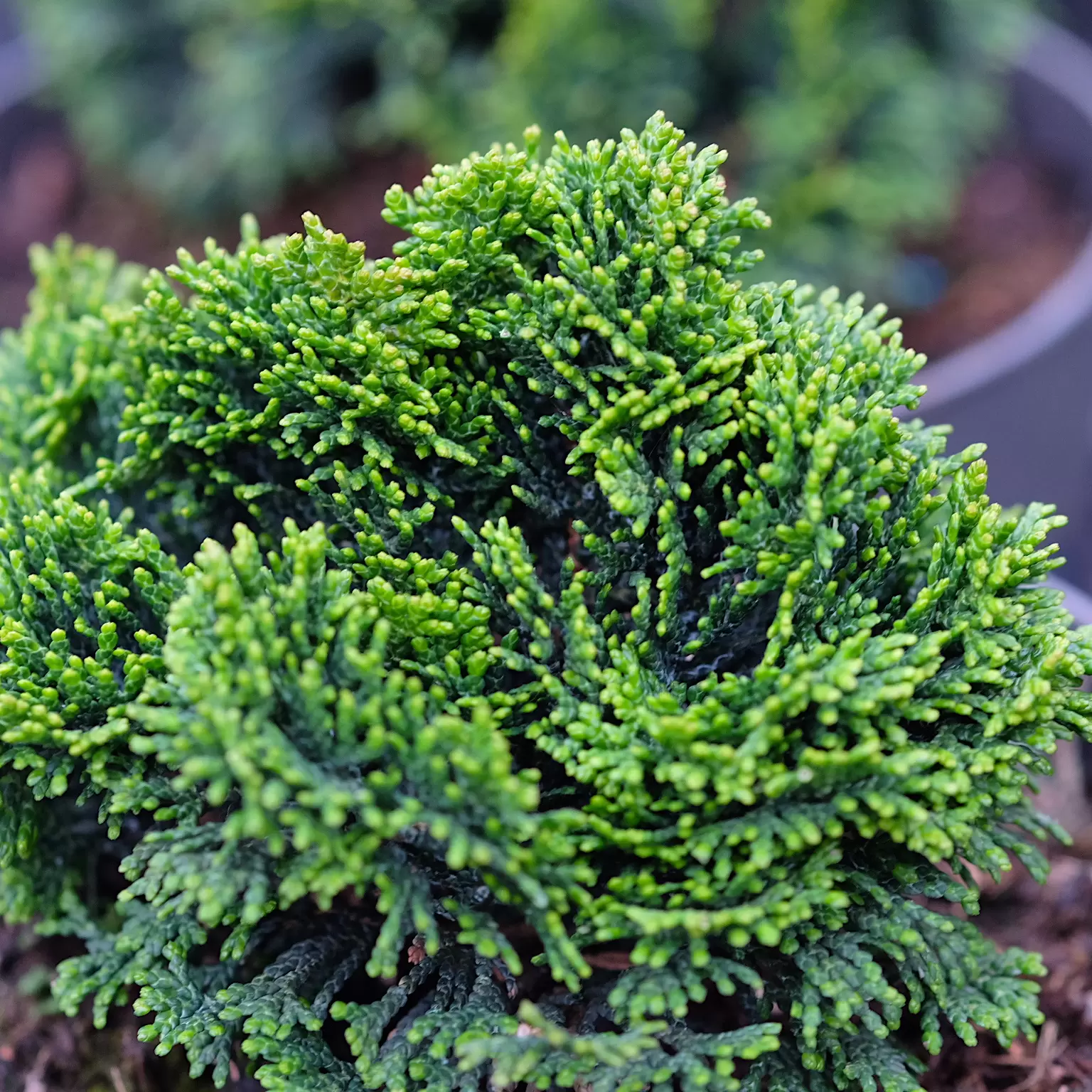 chamaecyparis_nana_gracilis2