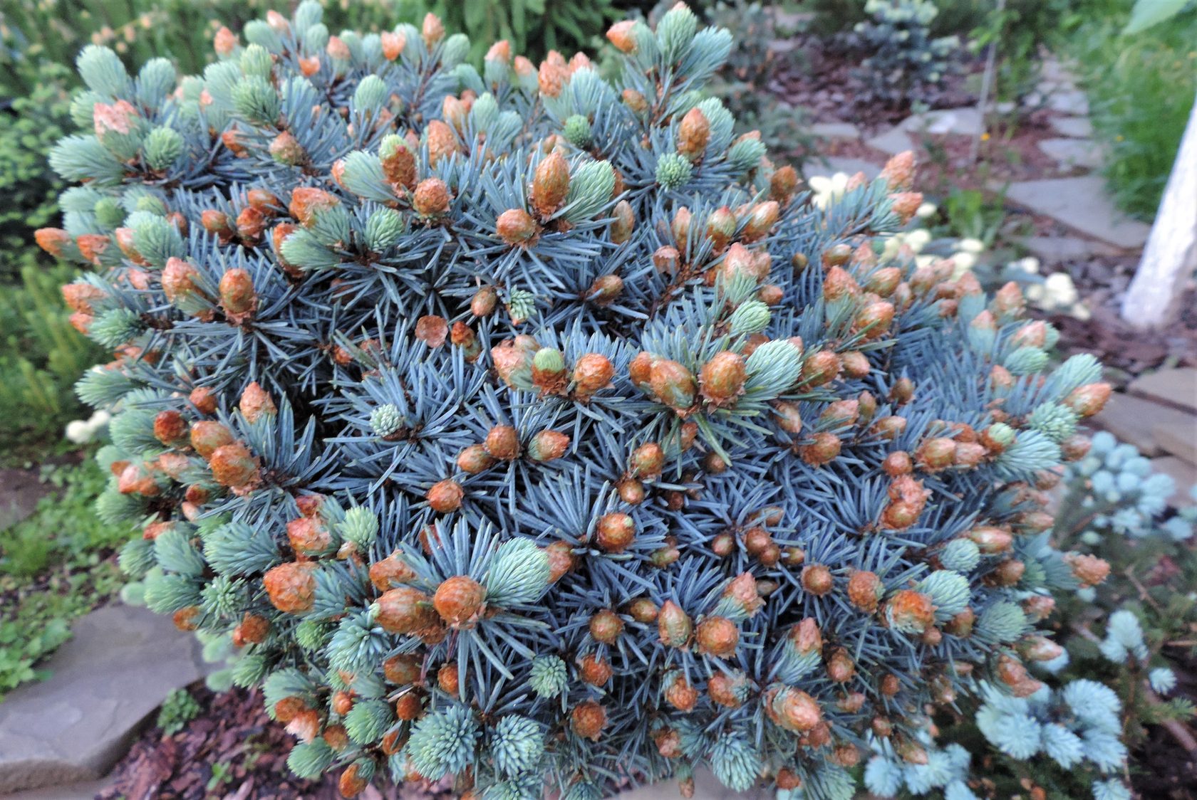 picea_blaukissen1