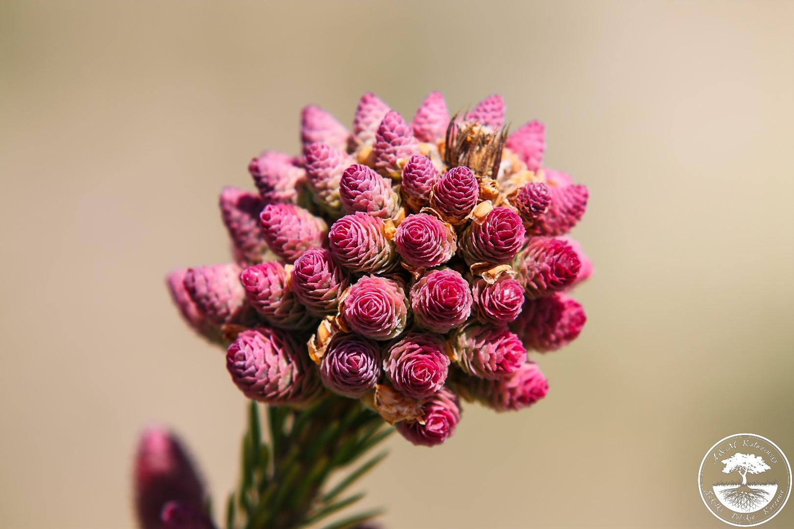 picea_push
