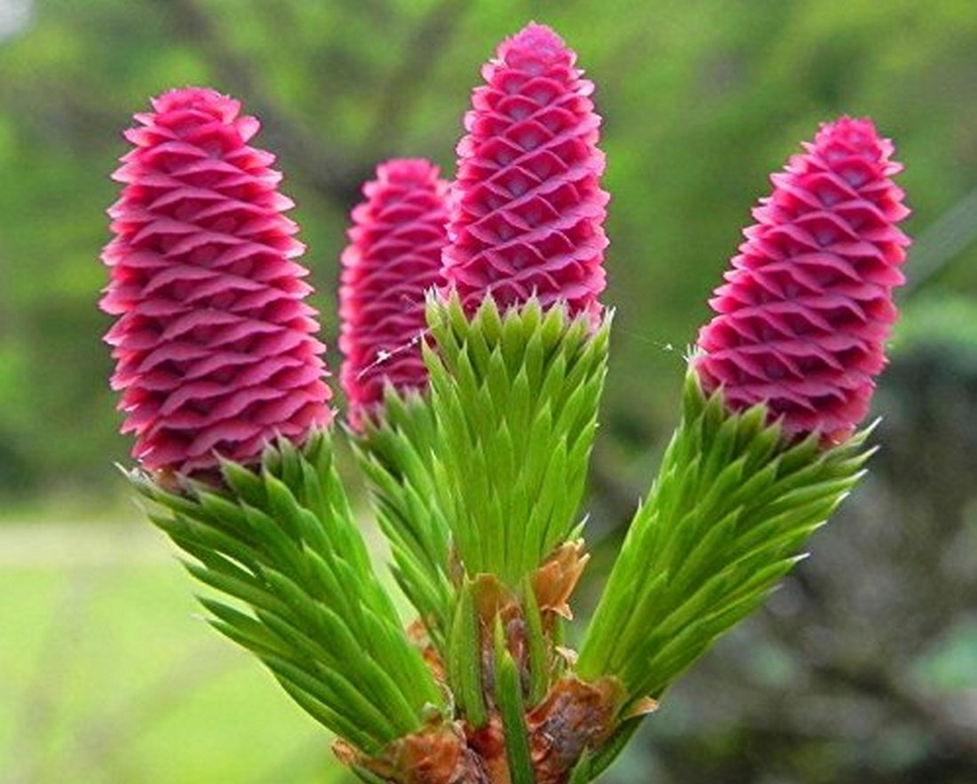 picea_push2