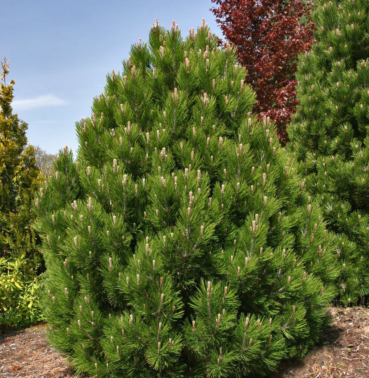pinus_leucodermis_nana1